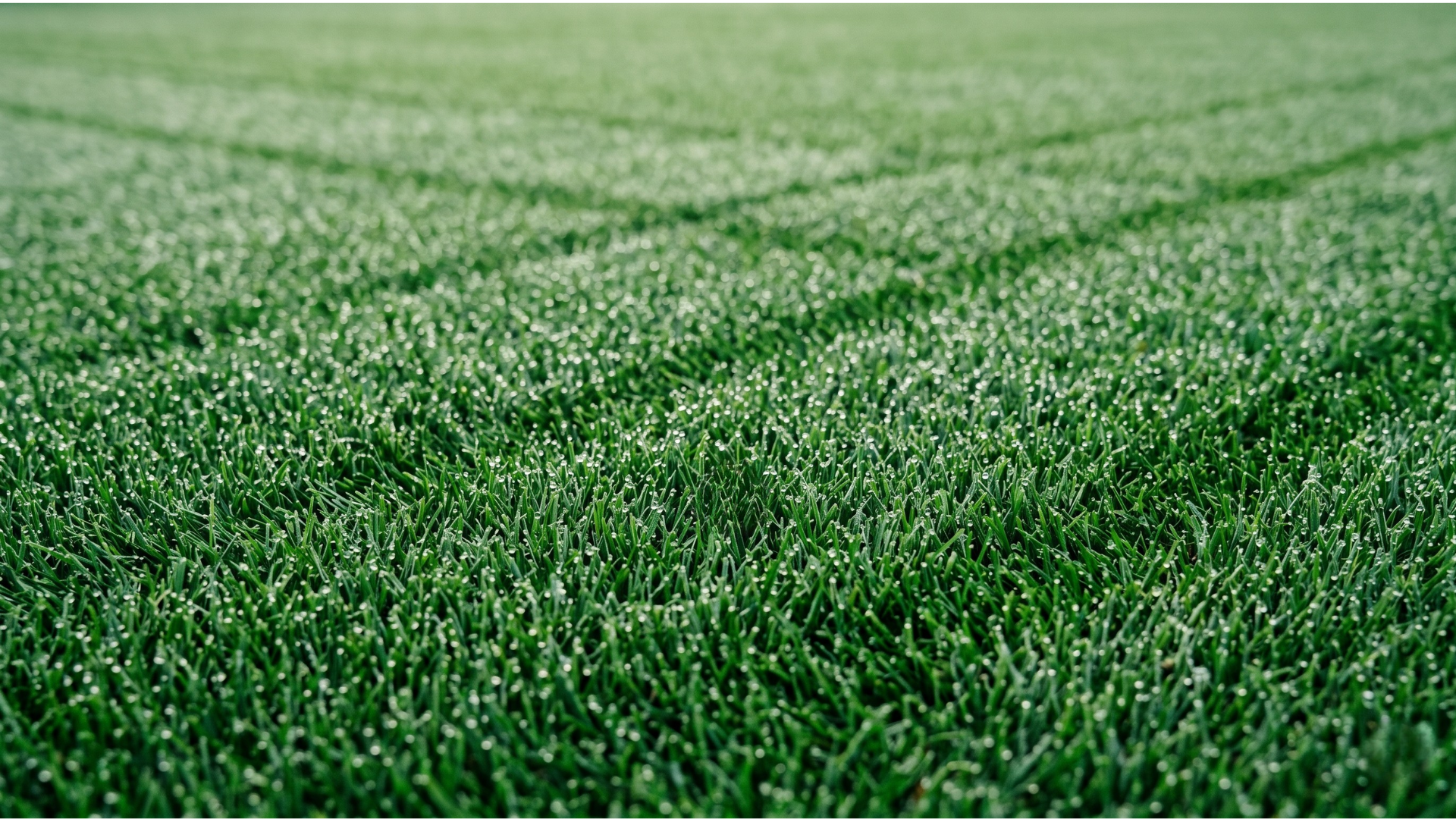 Freshly mowed lush green lawn with crisp mowing stripes, maintained by Greenpoint Lawn Care across Powassan and North Bay Ontario